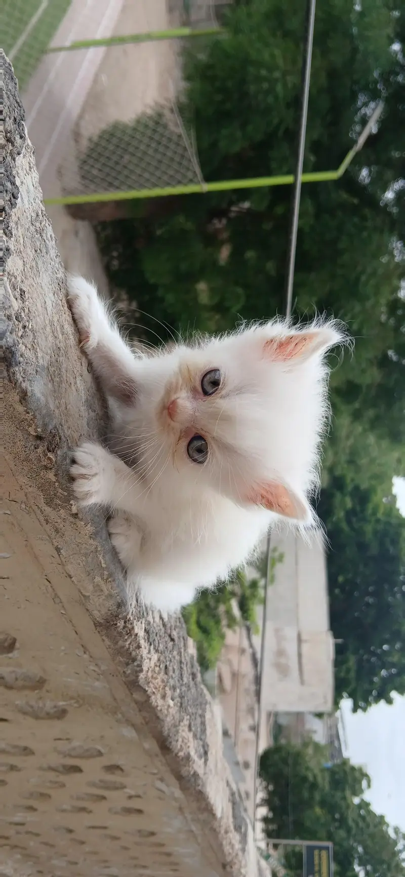 Persian kittens — photo 4