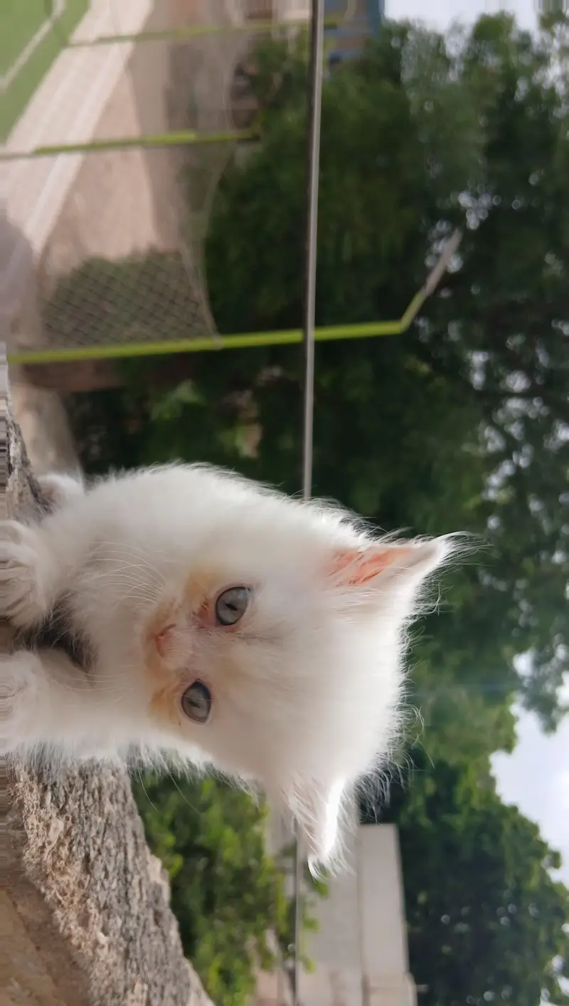 Persian kittens — photo 5