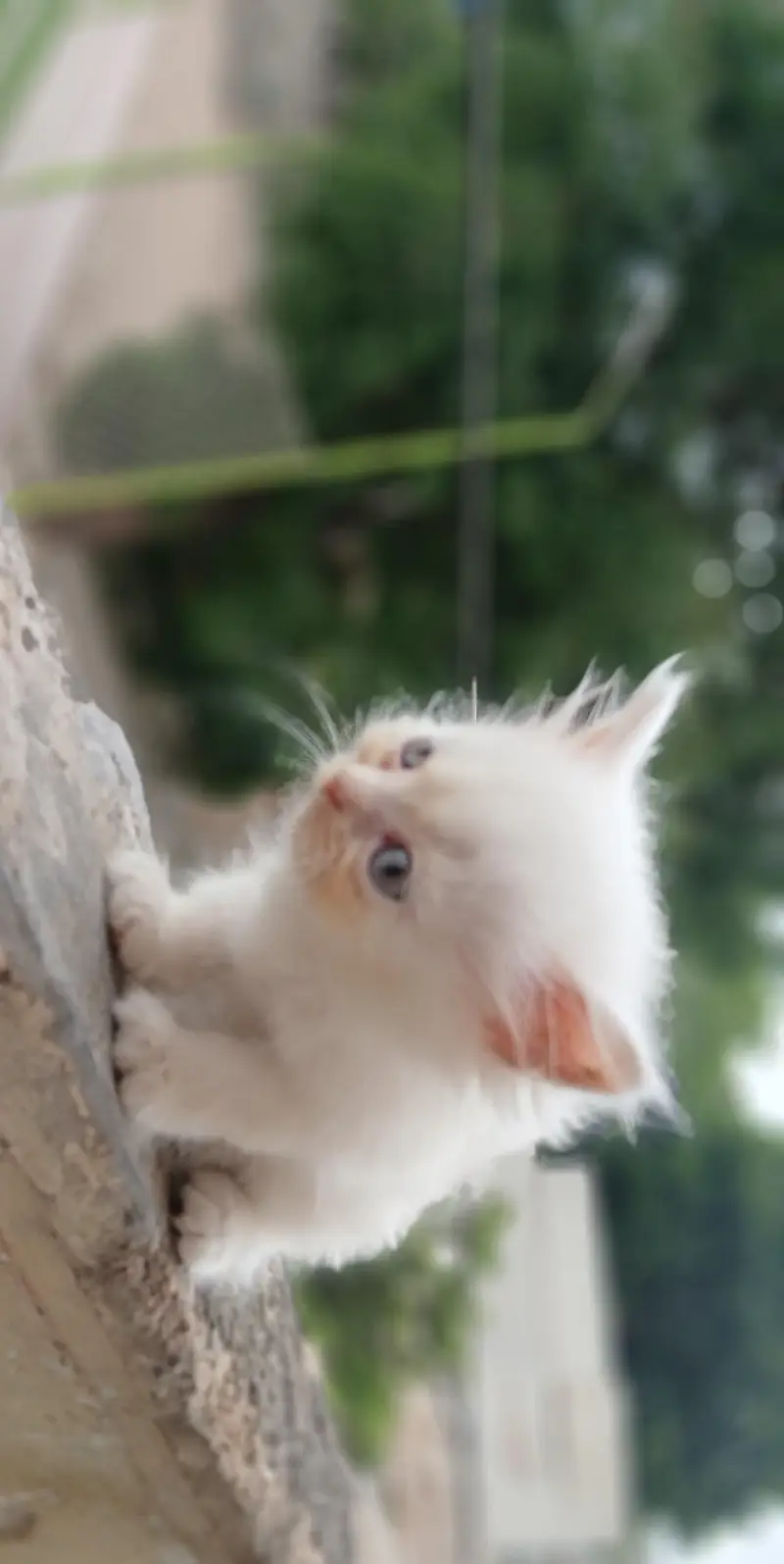 Persian kittens — photo 6