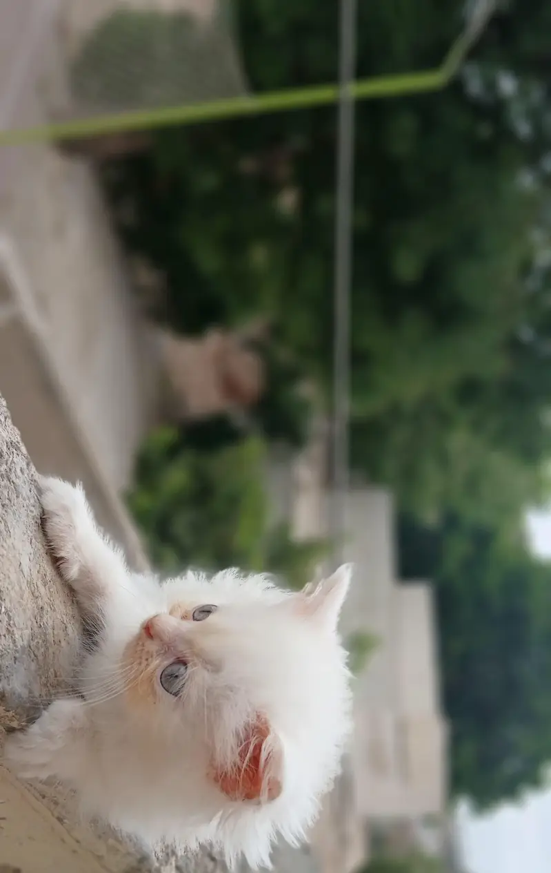 Persian kittens — photo 7
