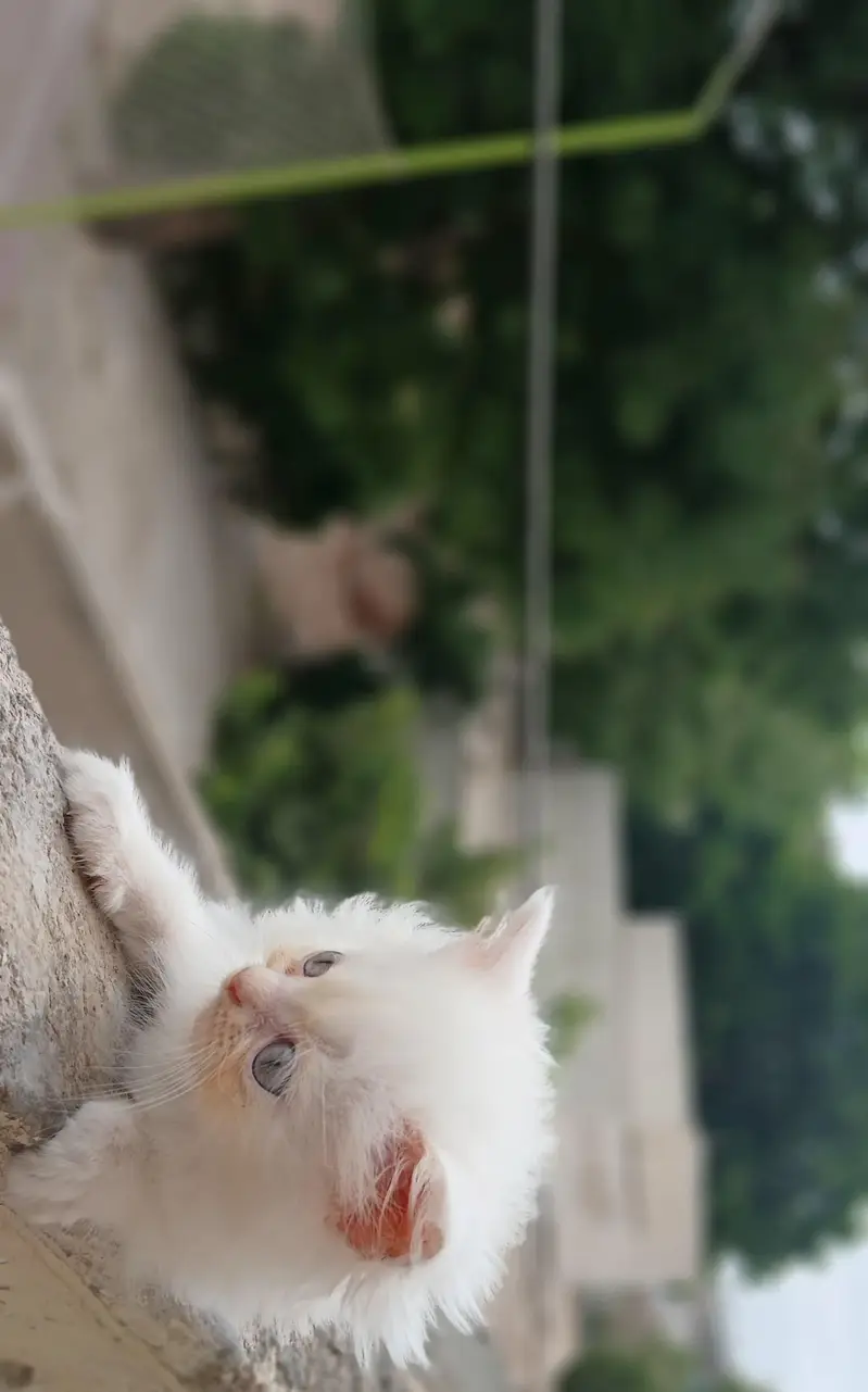 Persian kittens — photo 9