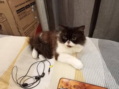 punch face female for sale