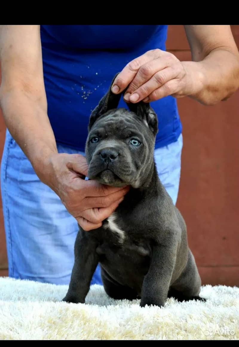 Cane Carso 2