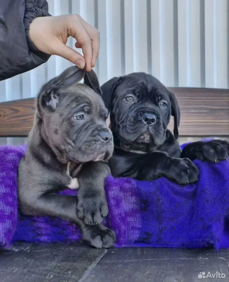 Cane Carso — photo 2
