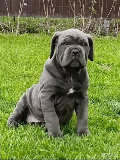 Cane Carso