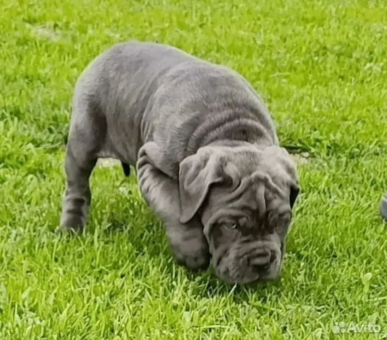 Cane Carso — photo 2