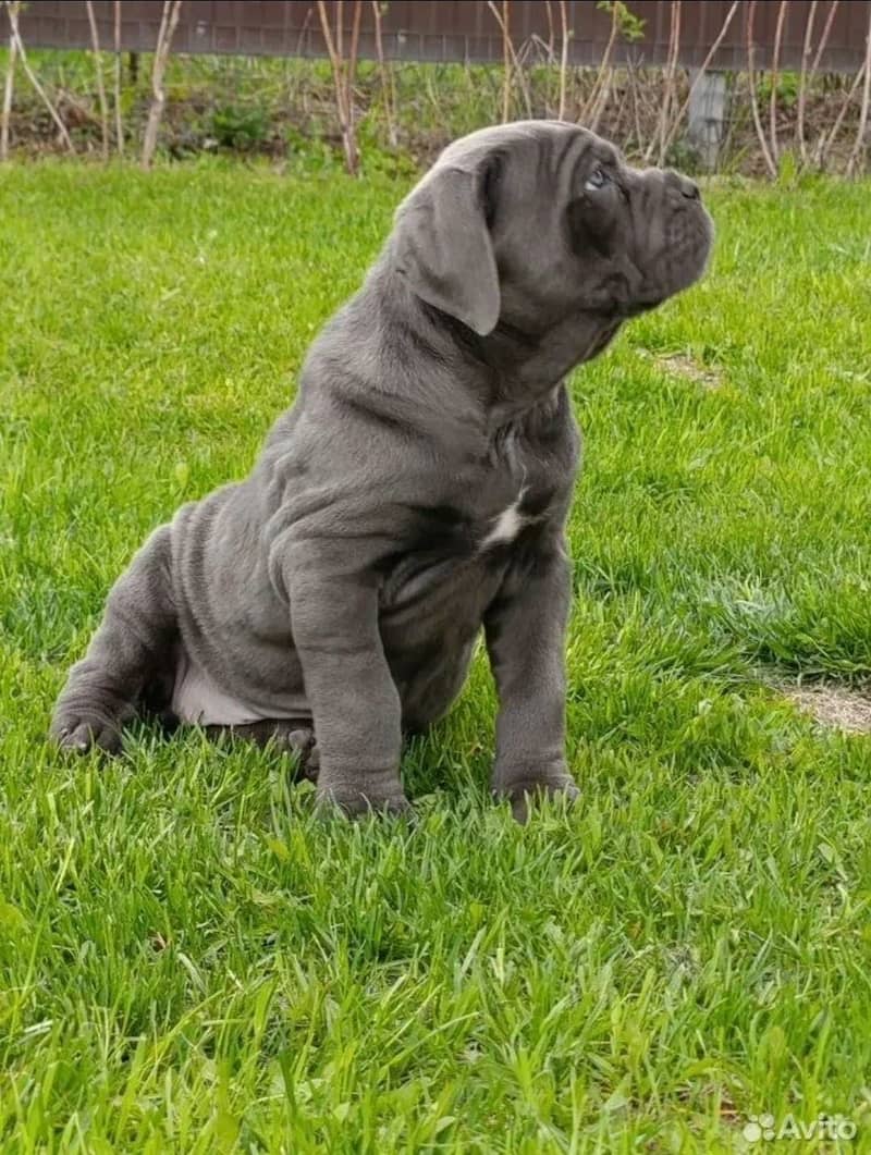 Cane Carso 2