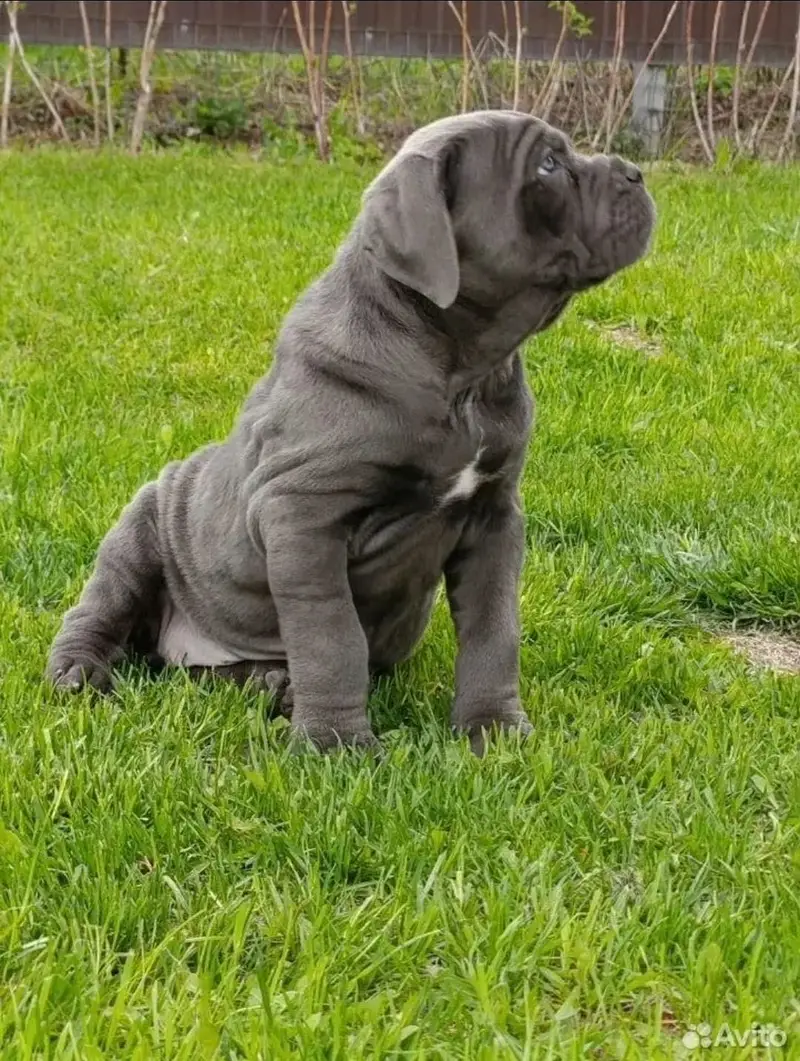 Cane Carso — photo 3