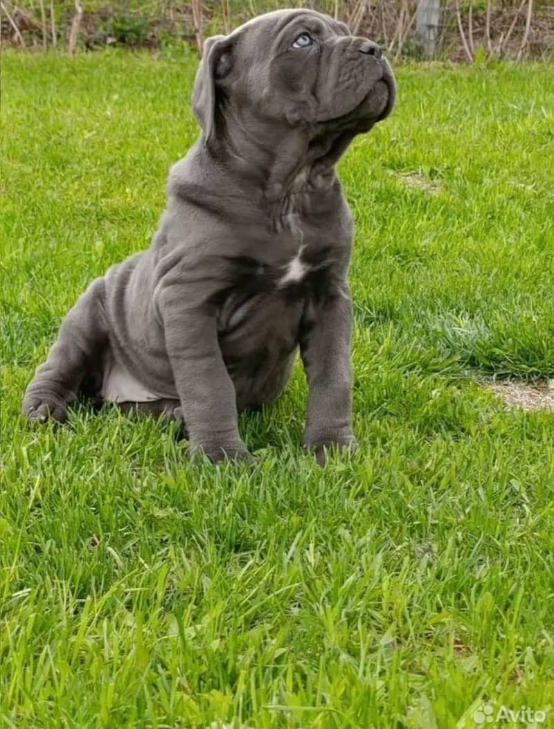 Cane Carso 3