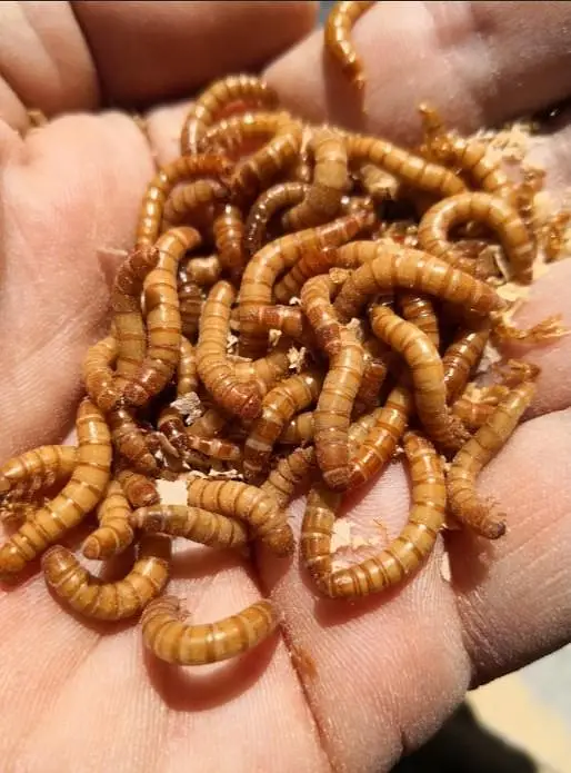 URGENT BULK SALE: Live Mealworms 50-60KG | Rs 2000/KG - 75% OFF