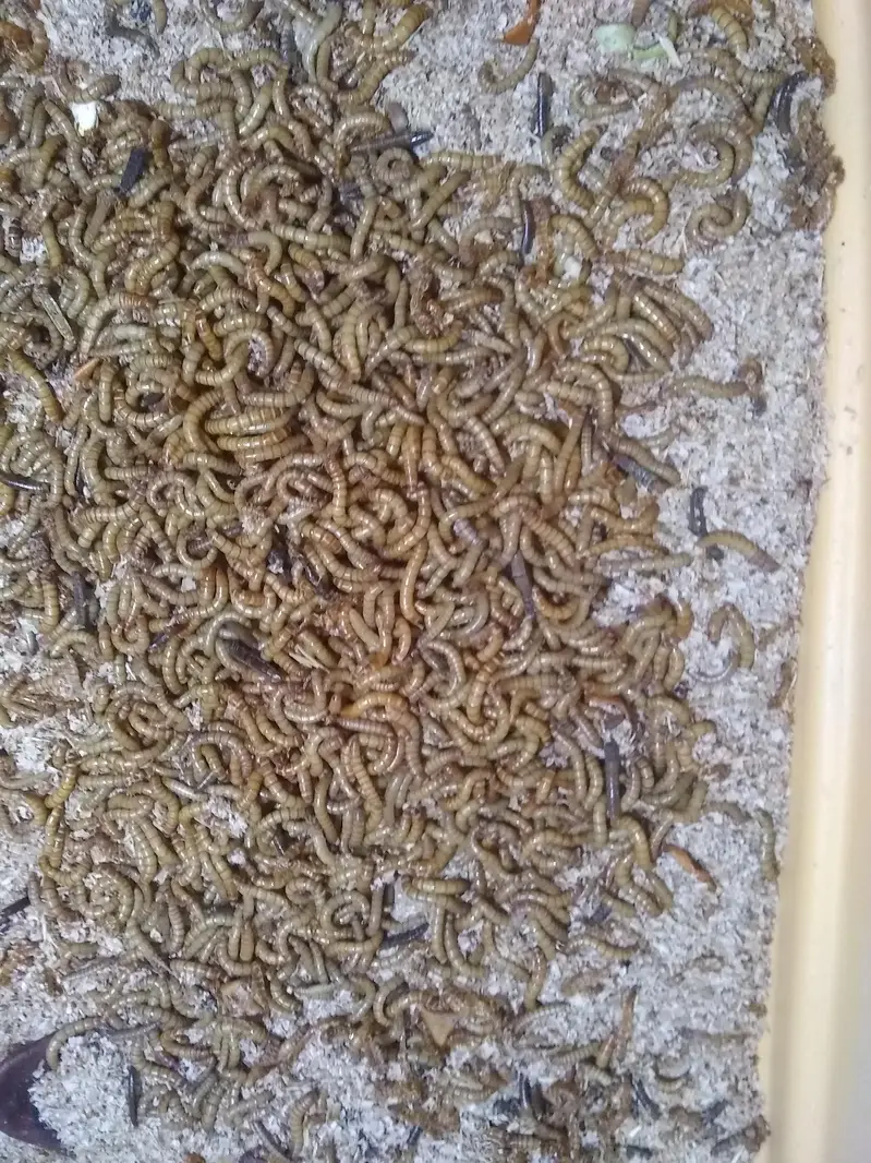  URGENT BULK SALE: Live Mealworms 50-60KG | Rs 2000/KG - 75% OFF — photo 2