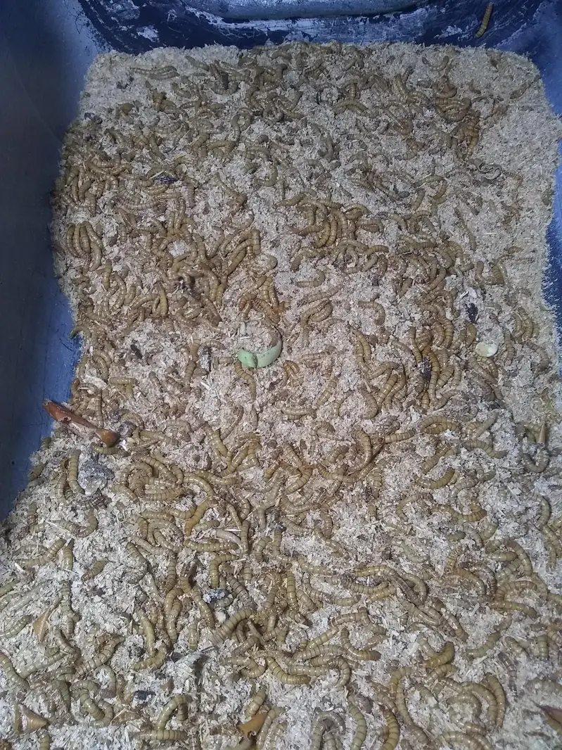  URGENT BULK SALE: Live Mealworms 50-60KG | Rs 2000/KG - 75% OFF — photo 4