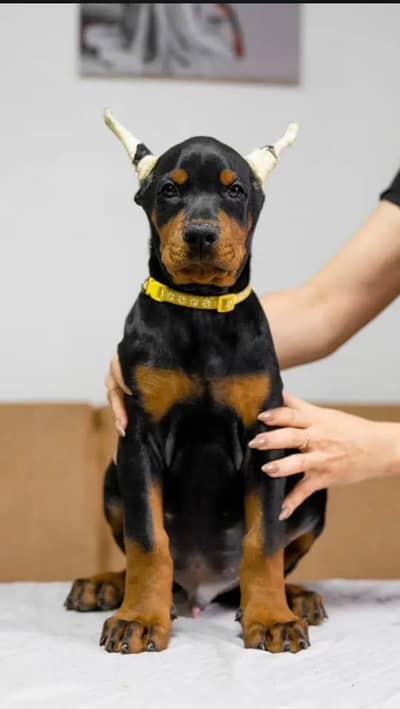 Doberman