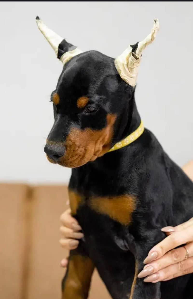 Doberman 1