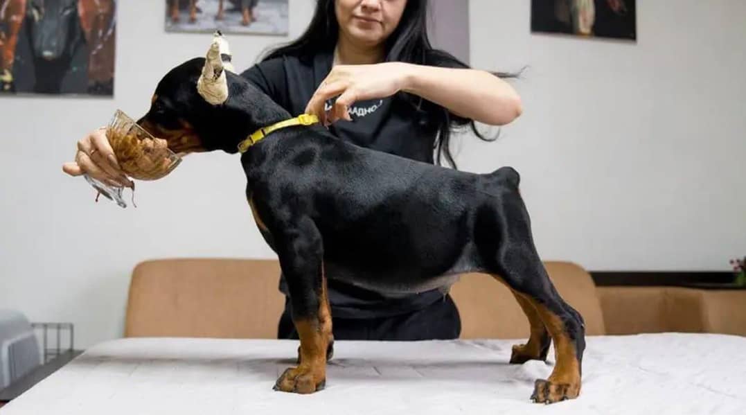 Doberman 3