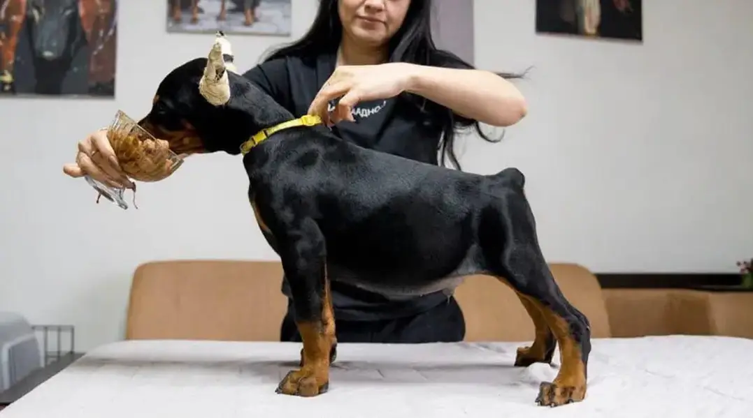 Doberman — photo 4
