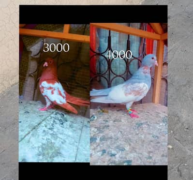 kasni khal guldar breeder male + Lal khaal pigeons for sale kabotar