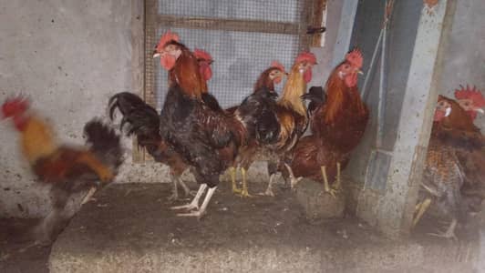 Desi murga for sale 1500 per kg male only