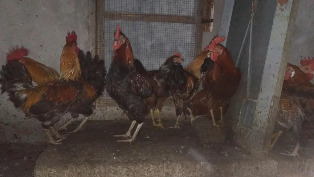 Desi murga for sale 1500 per kg male only — photo 2