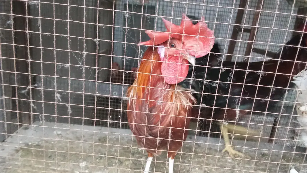 Desi murga for sale 1500 per kg male only — photo 3