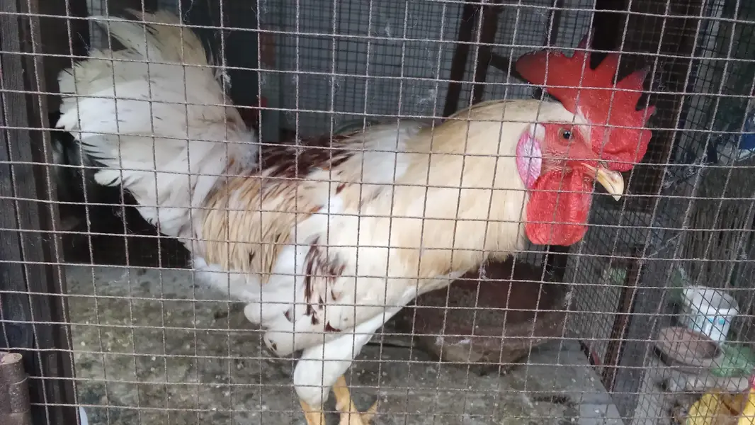 Desi murga for sale 1500 per kg male only — photo 4