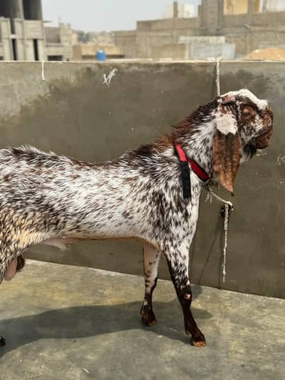 makka chini bakra breeder