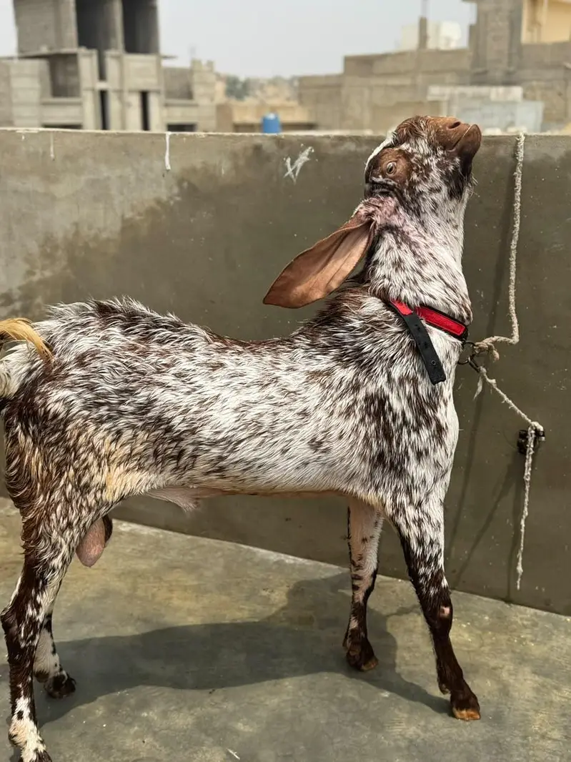 makka chini bakra breeder — photo 2