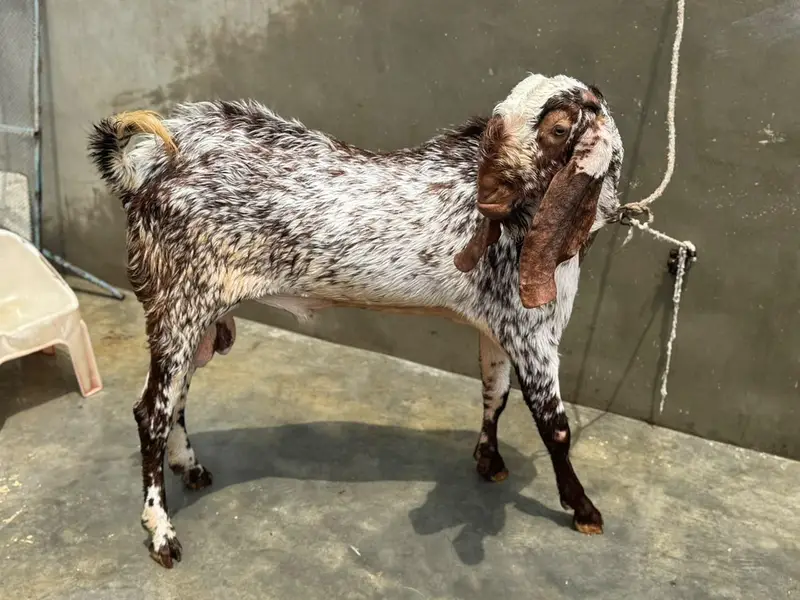 makka chini bakra breeder — photo 3