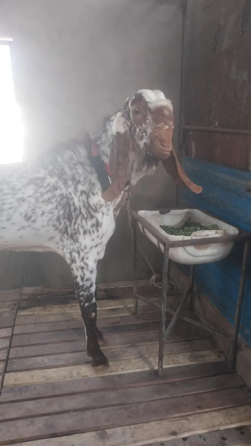 makka chini bakra breeder — photo 4