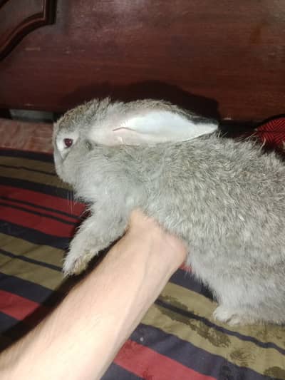 Angora Rabbit Long Hair