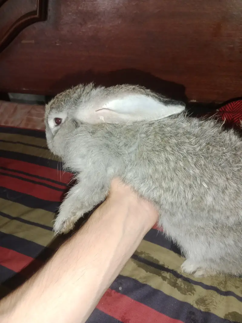 Angora Rabbit Long Hair