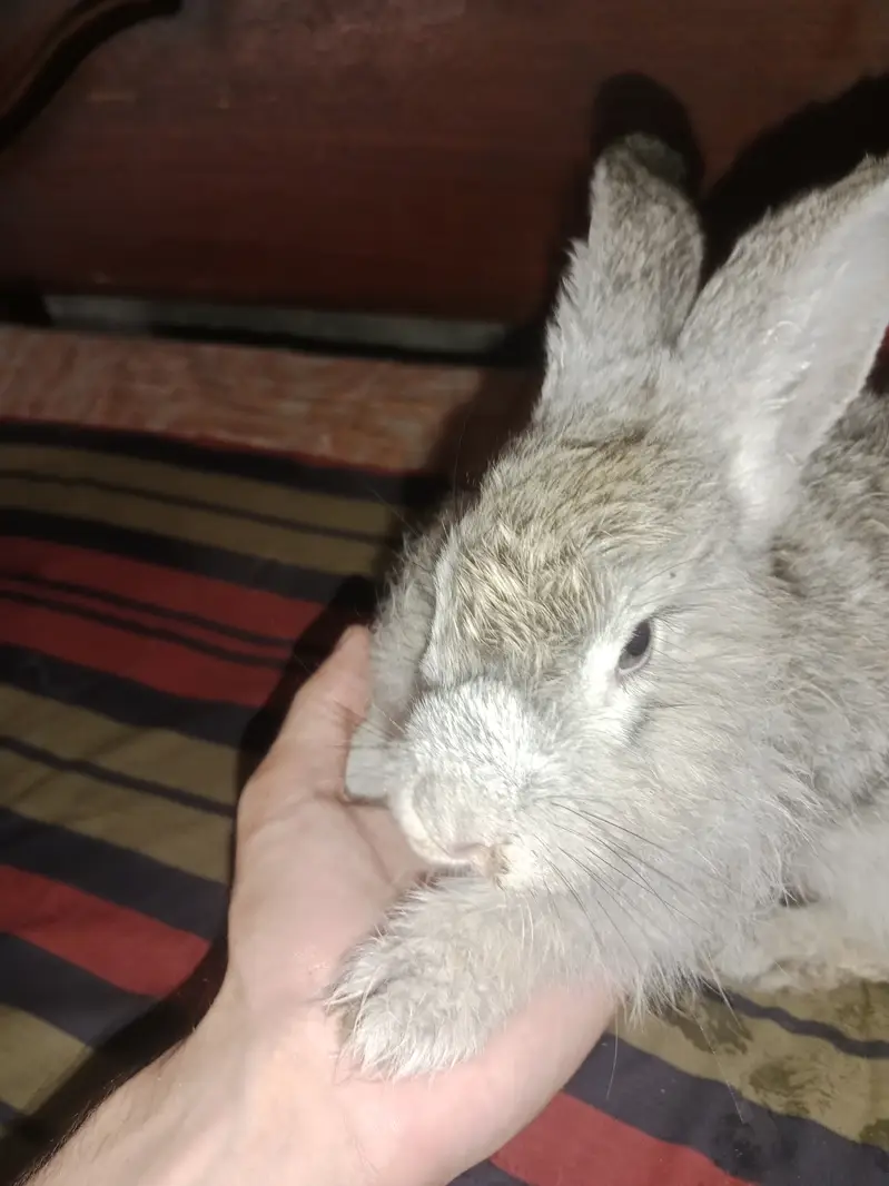 Angora Rabbit Long Hair — photo 2