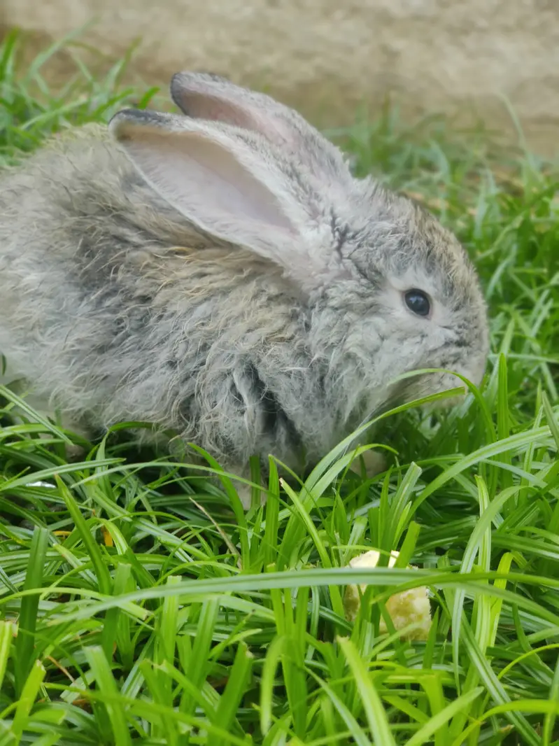Angora Rabbit Long Hair — photo 3