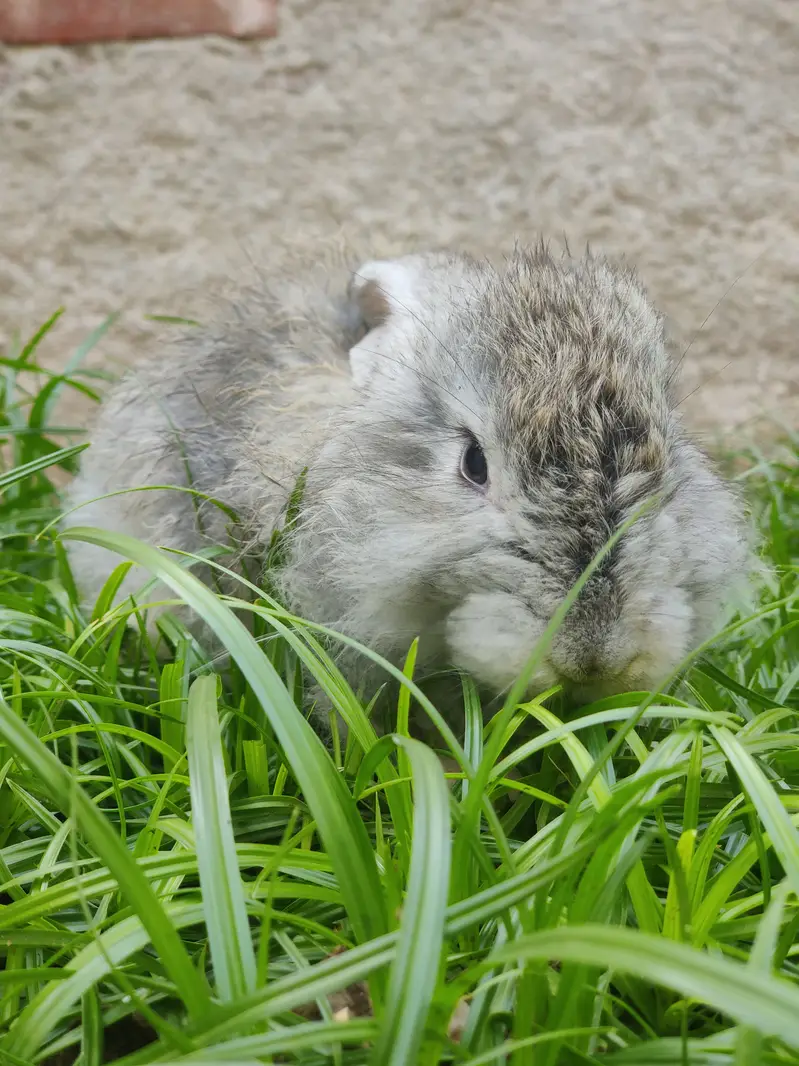 Angora Rabbit Long Hair — photo 4
