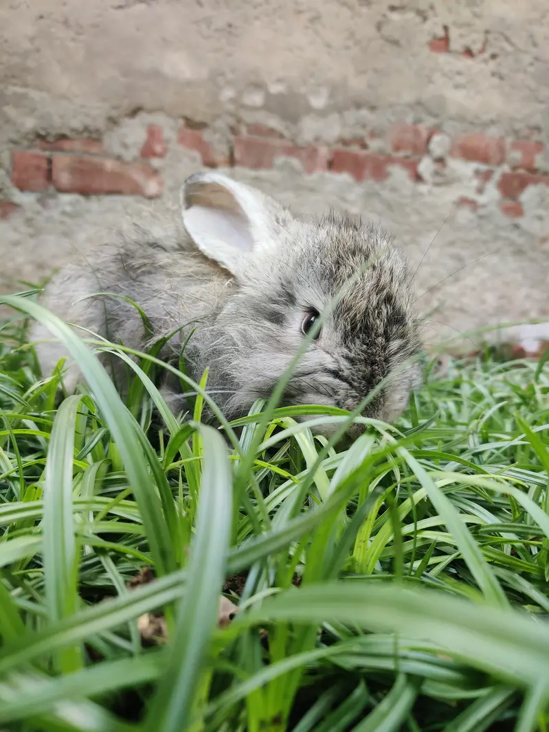 Angora Rabbit Long Hair — photo 5