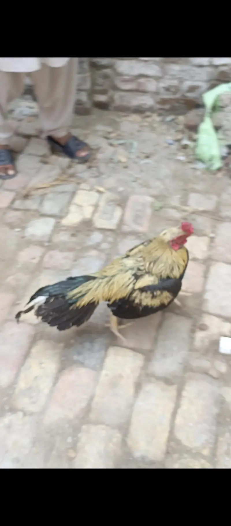 aseel Mianwali sawa location khushab cargo available 03079298981 — photo 4