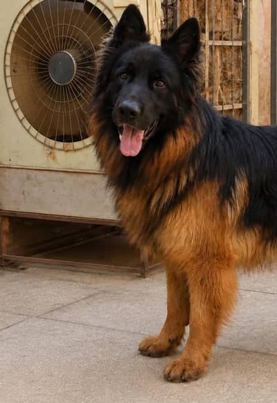 German shepherd Male dog For Sale Urgent