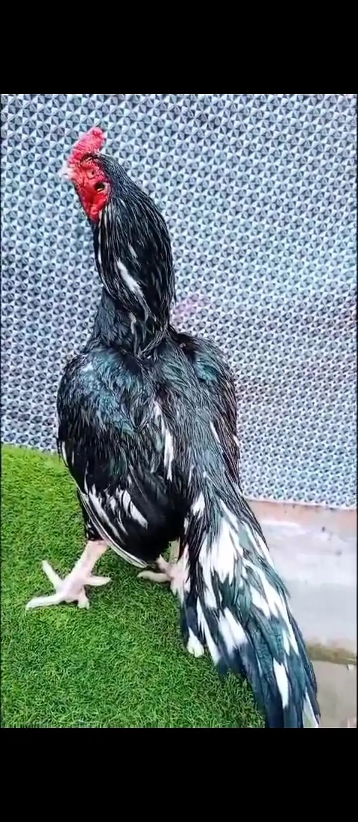 lasani breeder — photo 4