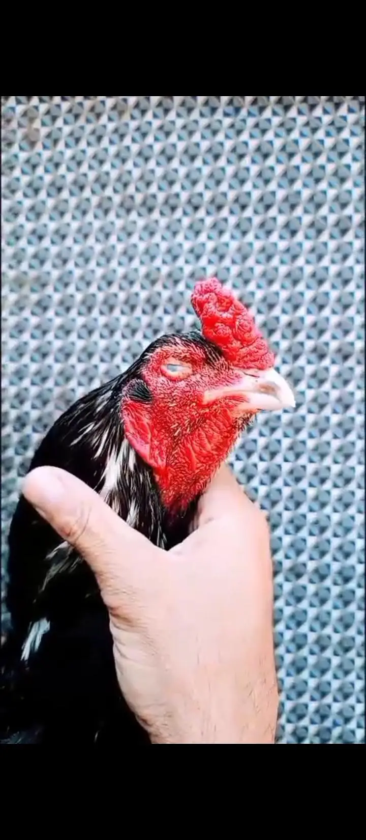 lasani breeder — photo 5