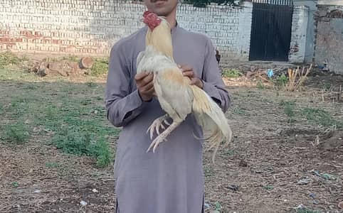 Aseel