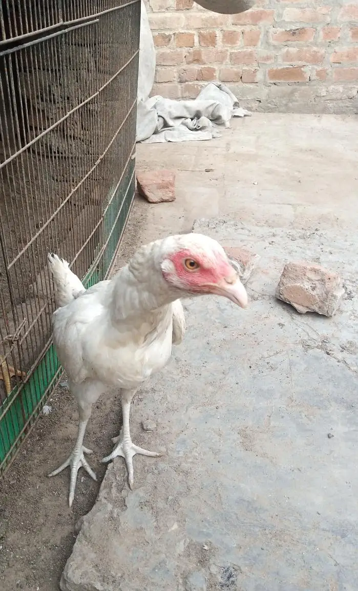 Heeraa paper white — photo 3