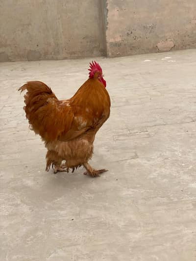 golden buff