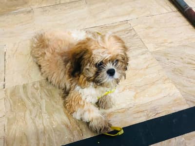 shirzu/puppy/ male and female / Available healthy and active