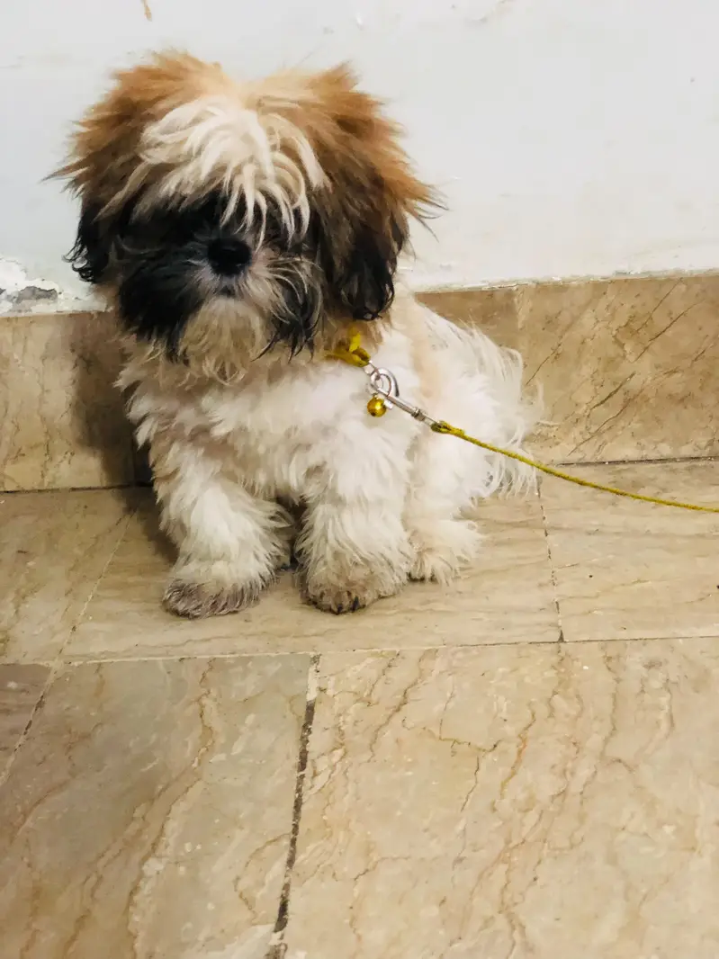 shirzu/puppy/ male and female / Labra Puppy — photo 5