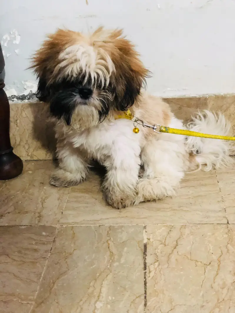shirzu/puppy/ male and female / Labra Puppy — photo 3