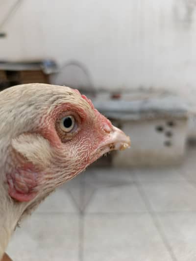rajpoot birds quality ki phchan