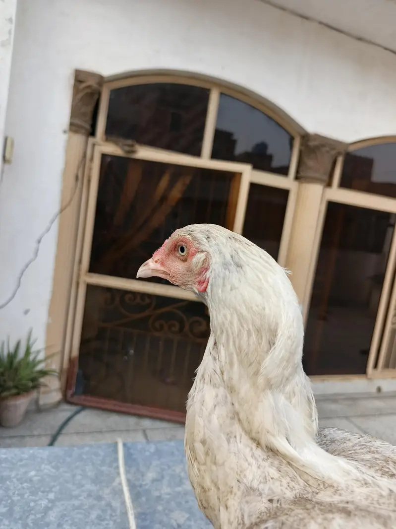 rajpoot birds quality ki phchan — photo 2