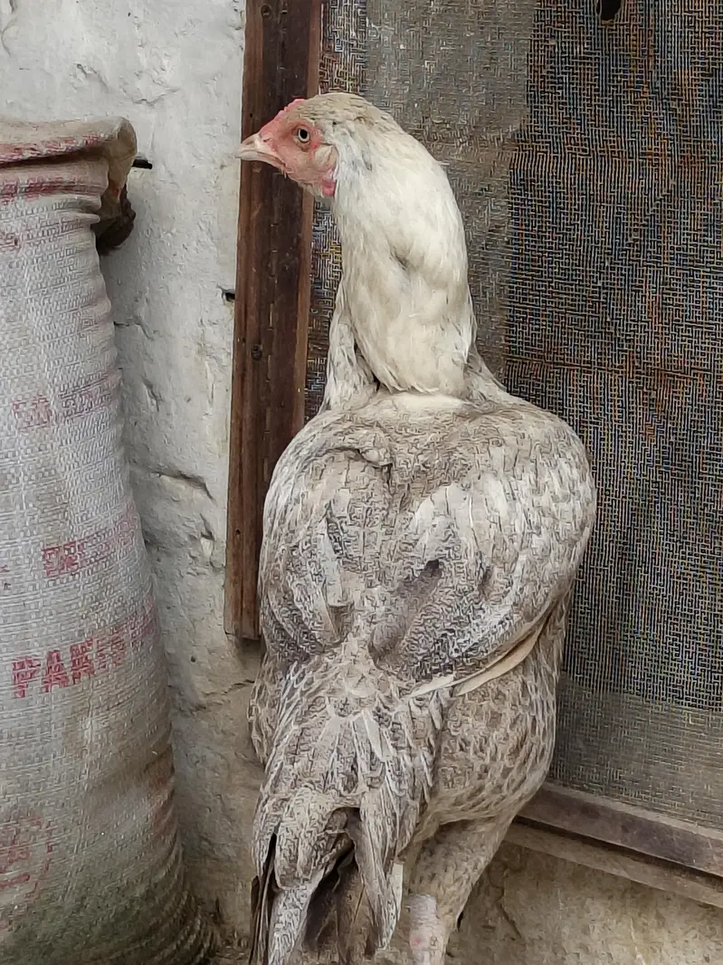 rajpoot birds quality ki phchan — photo 3
