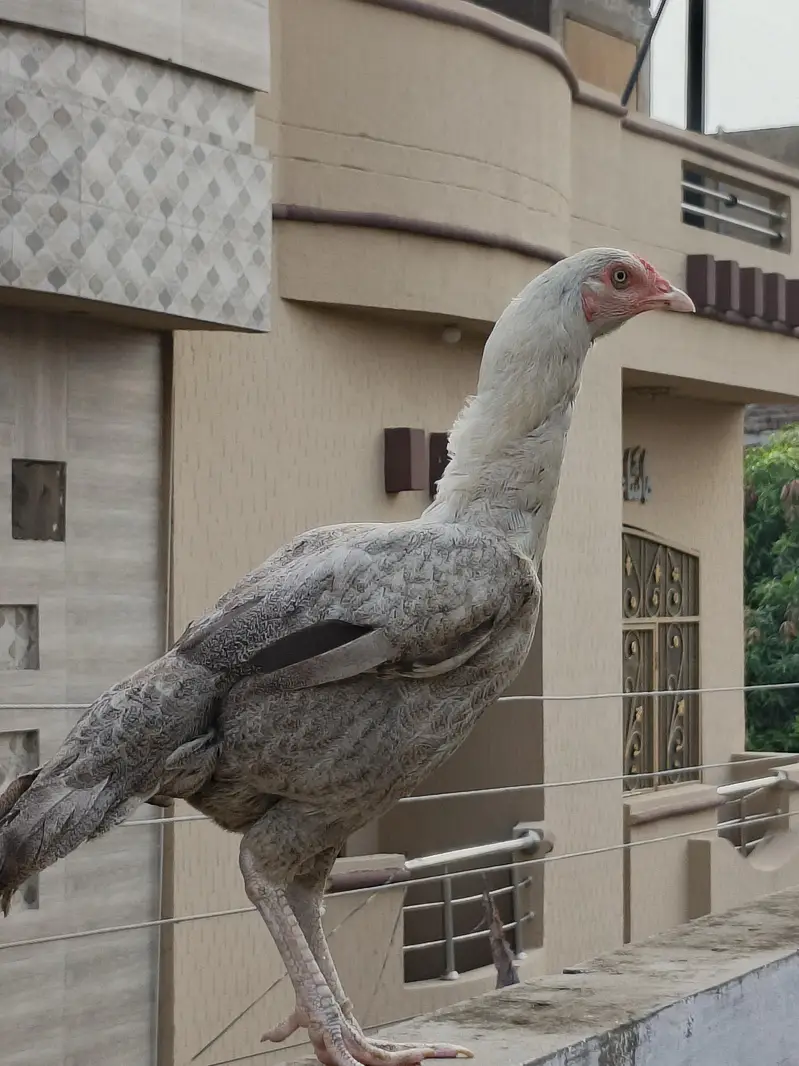 rajpoot birds quality ki phchan — photo 4