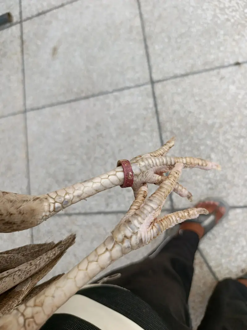 rajpoot birds quality ki phchan — photo 7